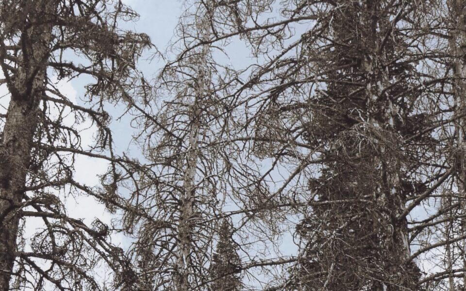 A forest full of dead standing timber.