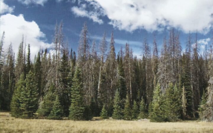 A front view of a forest with lots of dead standing timber.