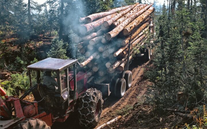 A truck hauls a full load of dead standing timber through a forest.