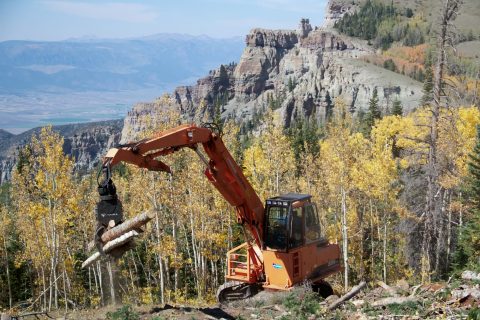 Satterwhite Log Homes harvests dead timber in a forest.